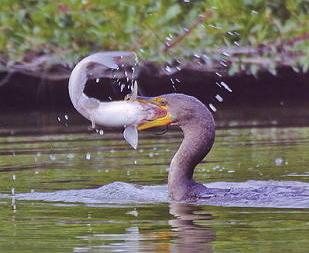 kormoran-mit-fisch-im-maul